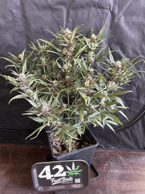 FastBuds Purple lemonade auto 1.6.2026. Week 8