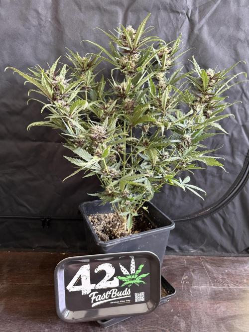 FastBuds Purple lemonade auto 1.6.2026. Week 8