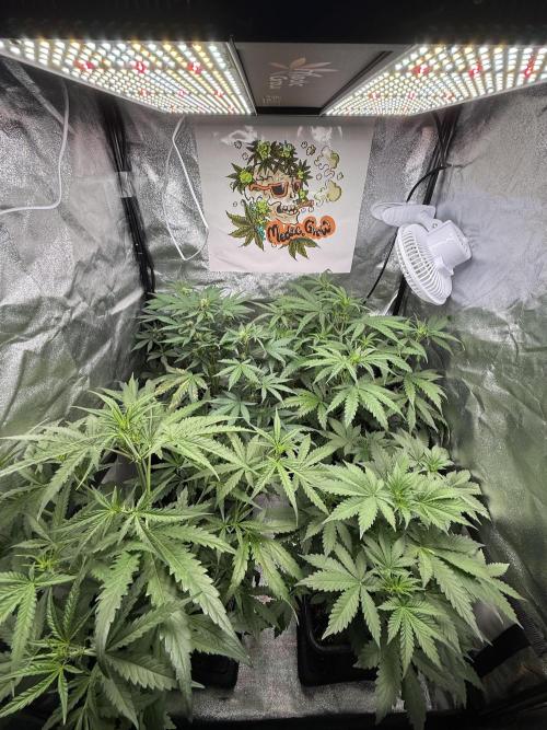 Fastbuds unreleased champions mix auto. Week 5