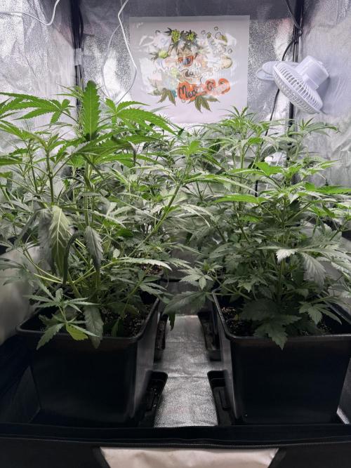 Fastbuds unreleased champions mix auto. Week 5