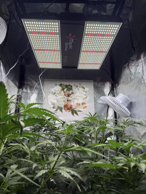 Fastbuds unreleased champions mix auto. Week 5