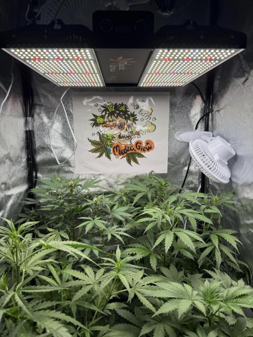 Fastbuds unreleased champions mix auto. Week 5