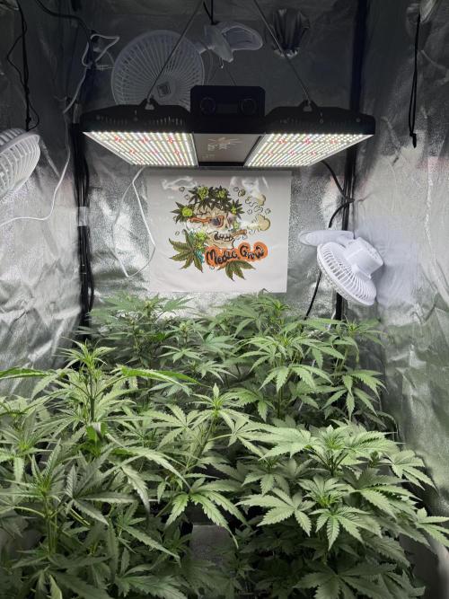 Fastbuds unreleased champions mix auto. Week 5
