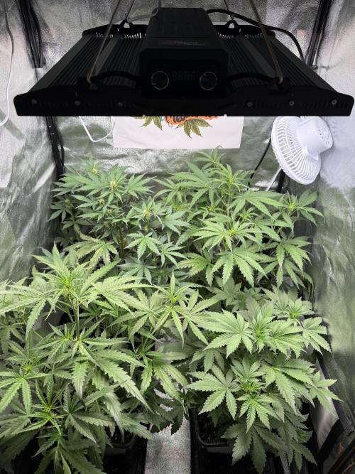 Fastbuds unreleased champions mix auto. Week 5