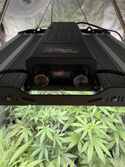 Fastbuds unreleased champions mix auto. Week 5