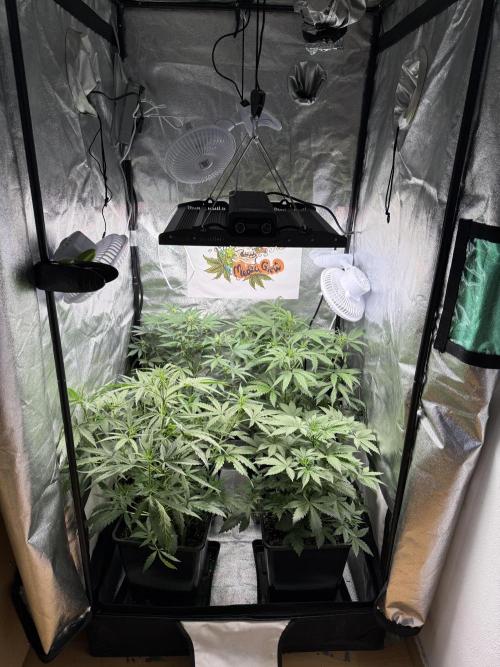 Fastbuds unreleased champions mix auto. Week 5