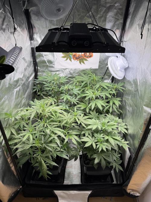 Fastbuds unreleased champions mix auto. Week 5