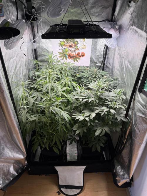 Fastbuds unreleased champions mix auto. Week 6