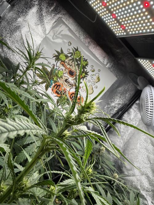 Fastbuds unreleased champions mix auto. Week 6
