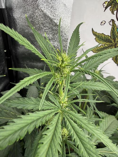 Fastbuds unreleased champions mix auto. Week 6