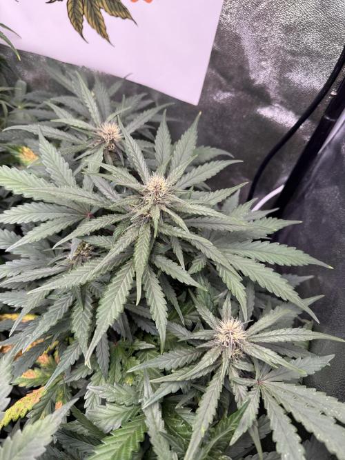 Fastbuds unreleased champions mix auto. Week 6
