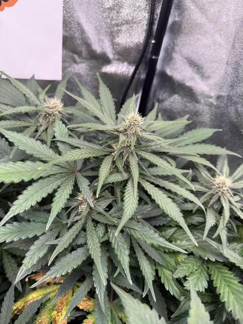 Fastbuds unreleased champions mix auto. Week 6