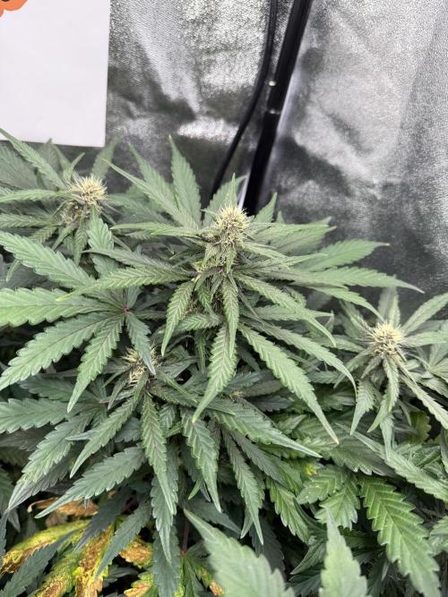 Fastbuds unreleased champions mix auto. Week 6