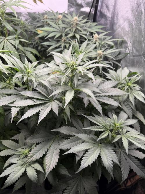 Fastbuds unreleased champions mix auto. Week 6