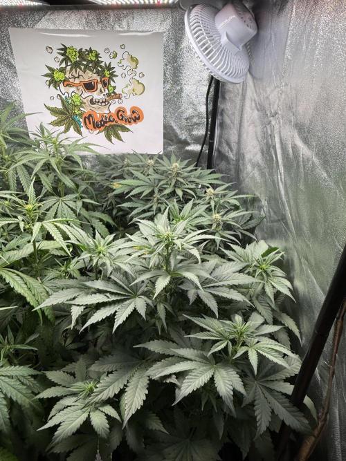 Fastbuds unreleased champions mix auto. Week 6