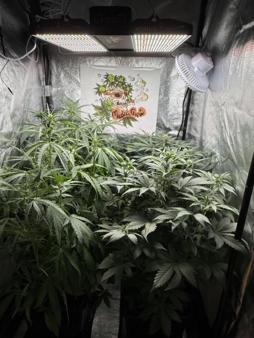 Fastbuds unreleased champions mix auto. Week 6