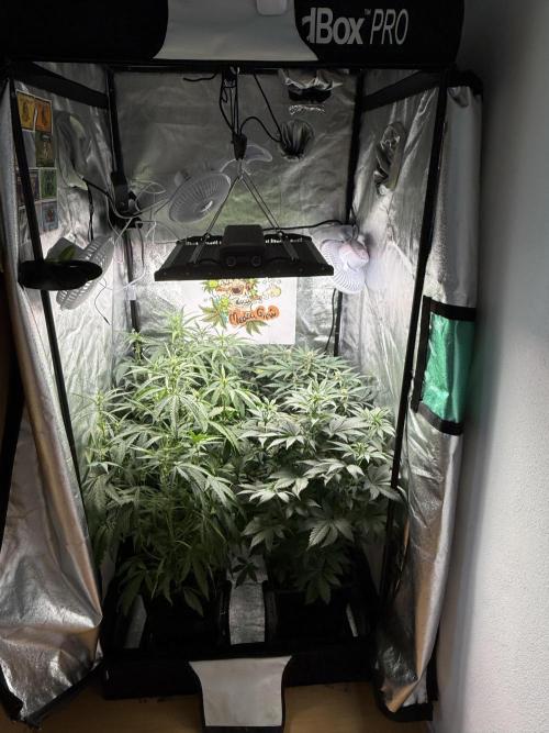 Fastbuds unreleased champions mix auto. Week 6