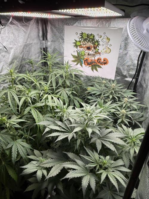 Fastbuds unreleased champions mix auto. Week 6