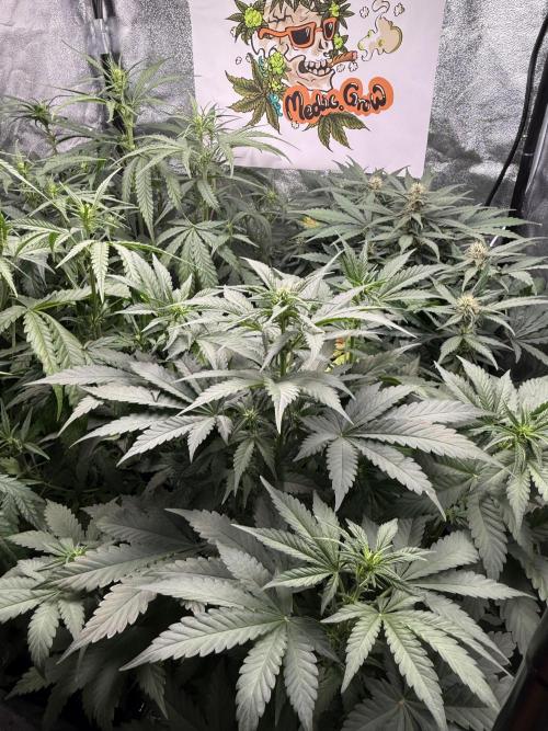 Fastbuds unreleased champions mix auto. Week 6