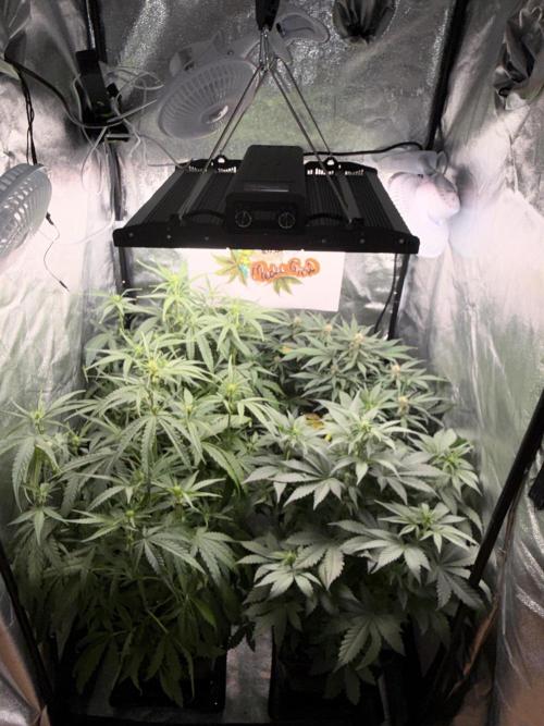 Fastbuds unreleased champions mix auto. Week 6