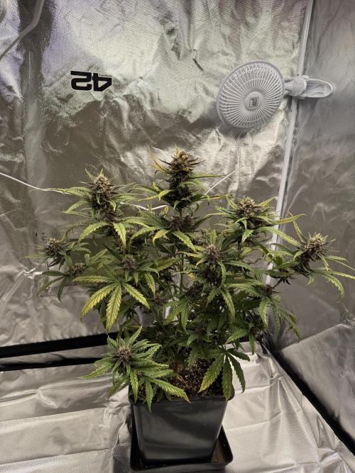 FastBuds Purple lemonade auto 1.6.2026. Week 9