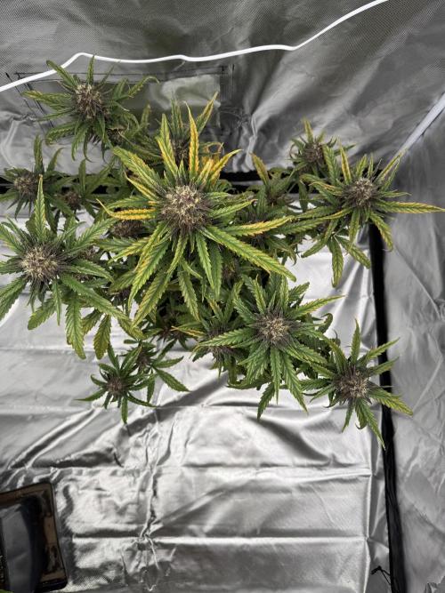 FastBuds Purple lemonade auto 1.6.2026. Week 9