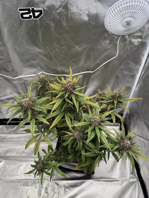 FastBuds Purple lemonade auto 1.6.2026. Week 9