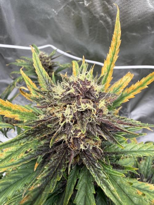 FastBuds Purple lemonade auto 1.6.2026. Week 9