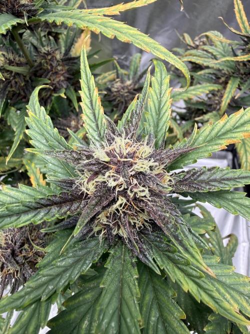 FastBuds Purple lemonade auto 1.6.2026. Week 9