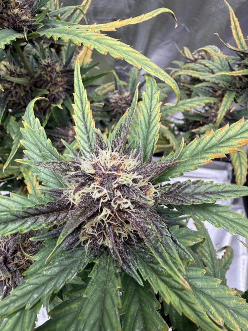FastBuds Purple lemonade auto 1.6.2026. Week 9