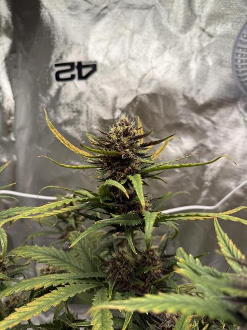 FastBuds Purple lemonade auto 1.6.2026. Week 9