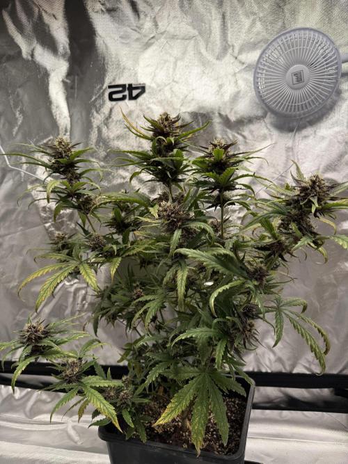 FastBuds Purple lemonade auto 1.6.2026. Week 9