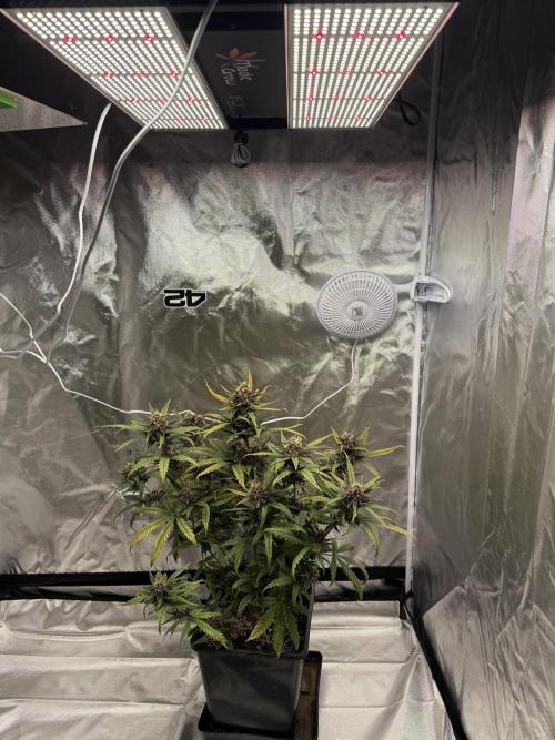 FastBuds Purple lemonade auto 1.6.2026. Week 9