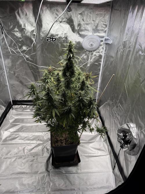 Gorilla Z auto / perpetual grow fastbuds. Week 9