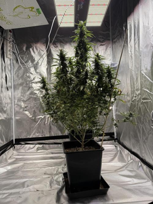 Gorilla Z auto / perpetual grow fastbuds. Week 9