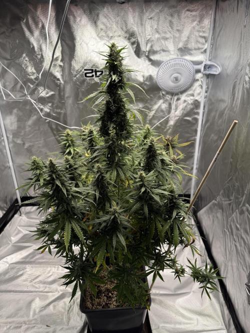 Gorilla Z auto / perpetual grow fastbuds. Week 9