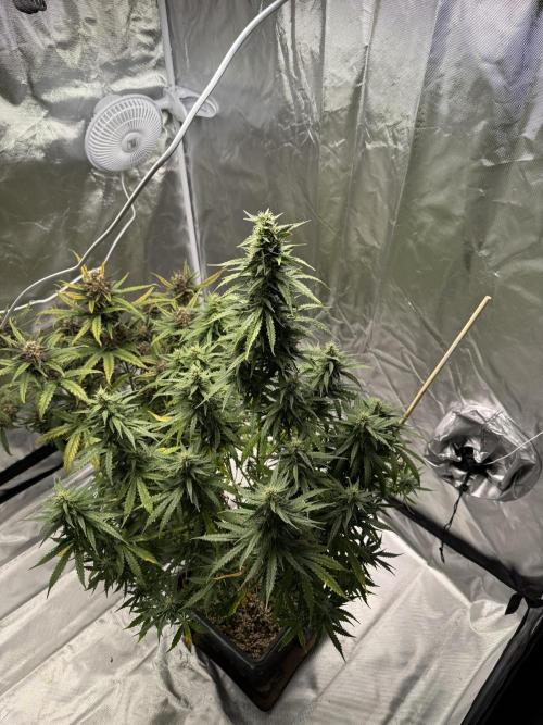 Gorilla Z auto / perpetual grow fastbuds. Week 9
