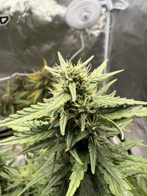 Gorilla Z Auto. Week 9