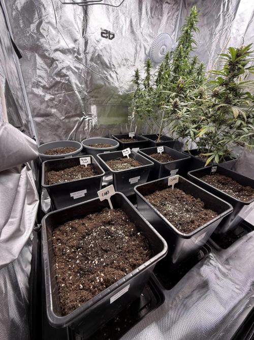 FastBuds x Medic grow test. Week 1