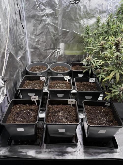 FastBuds x Medic grow test. Week 1