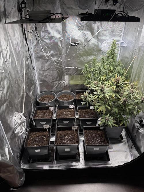 FastBuds x Medic grow test. Week 1