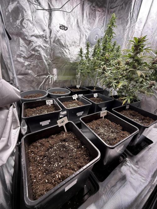 FastBuds x Medic grow test. Week 1