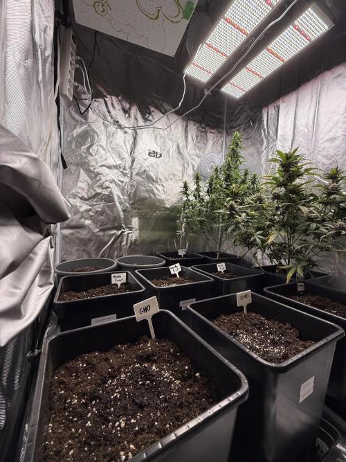 FastBuds x Medic grow test. Week 1