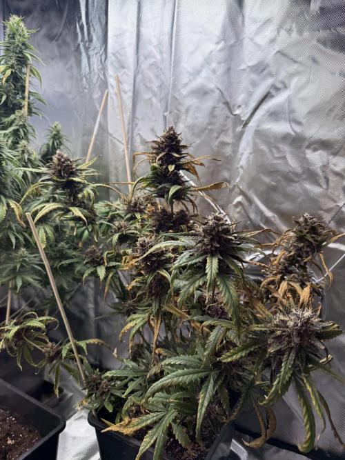 FastBuds Purple lemonade auto 1.6.2026. Week 10