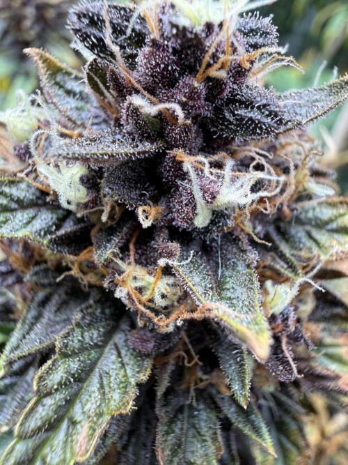 FastBuds Purple lemonade auto 1.6.2026. Week 10