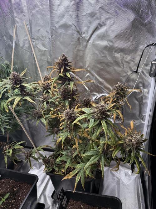 FastBuds Purple lemonade auto 1.6.2026. Week 10