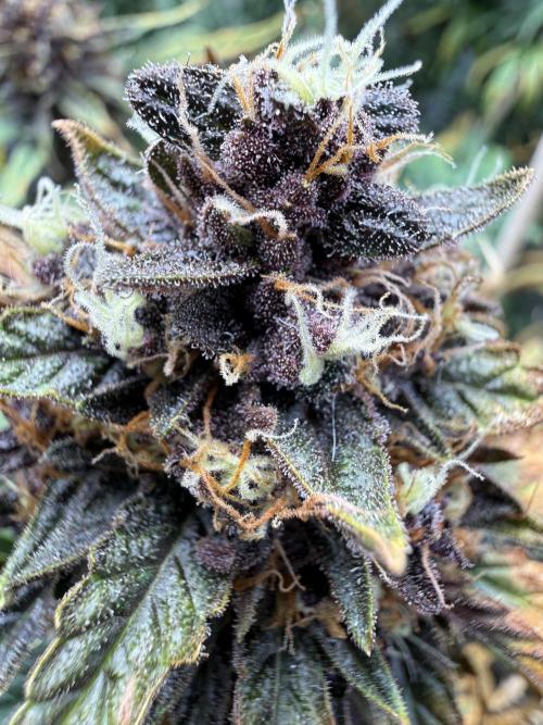 FastBuds Purple lemonade auto 1.6.2026. Week 10