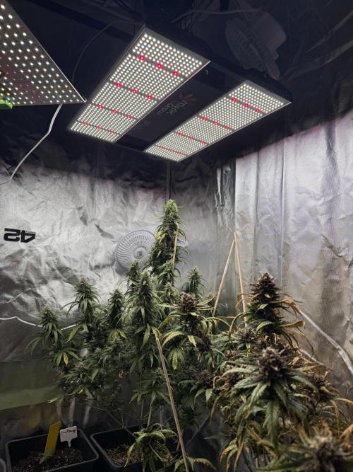 Gorilla Z auto / perpetual grow fastbuds. Week 10