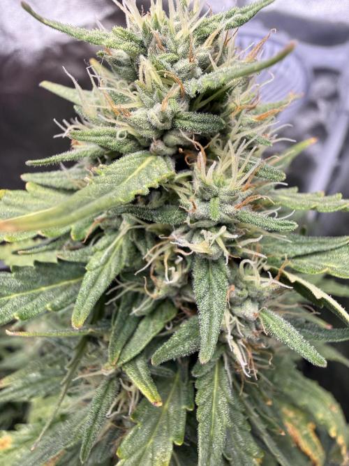 Gorilla Z auto / perpetual grow fastbuds. Week 10