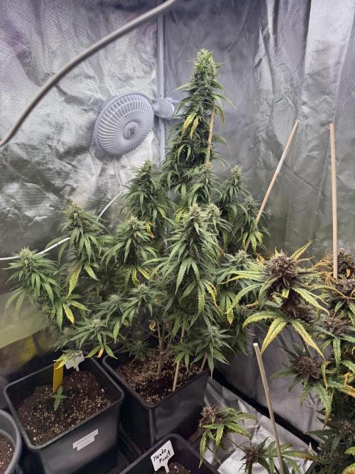 Gorilla Z auto / perpetual grow fastbuds. Week 10